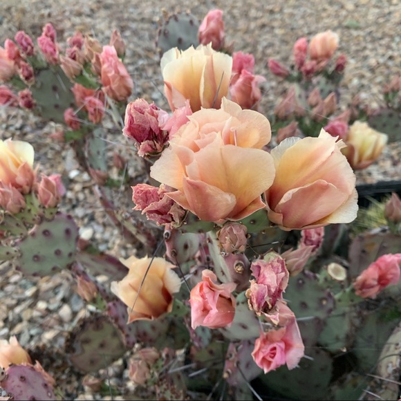 Hello lovey! Here's a little about me: - Picture 1 of 4